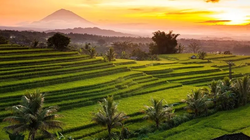 Jatiluwih Rice Terraces, Bali’s Green Treasure and Cultural Landscape